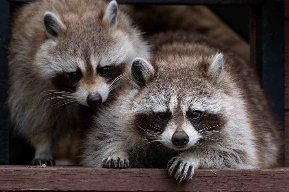Ecomuseum Zoo