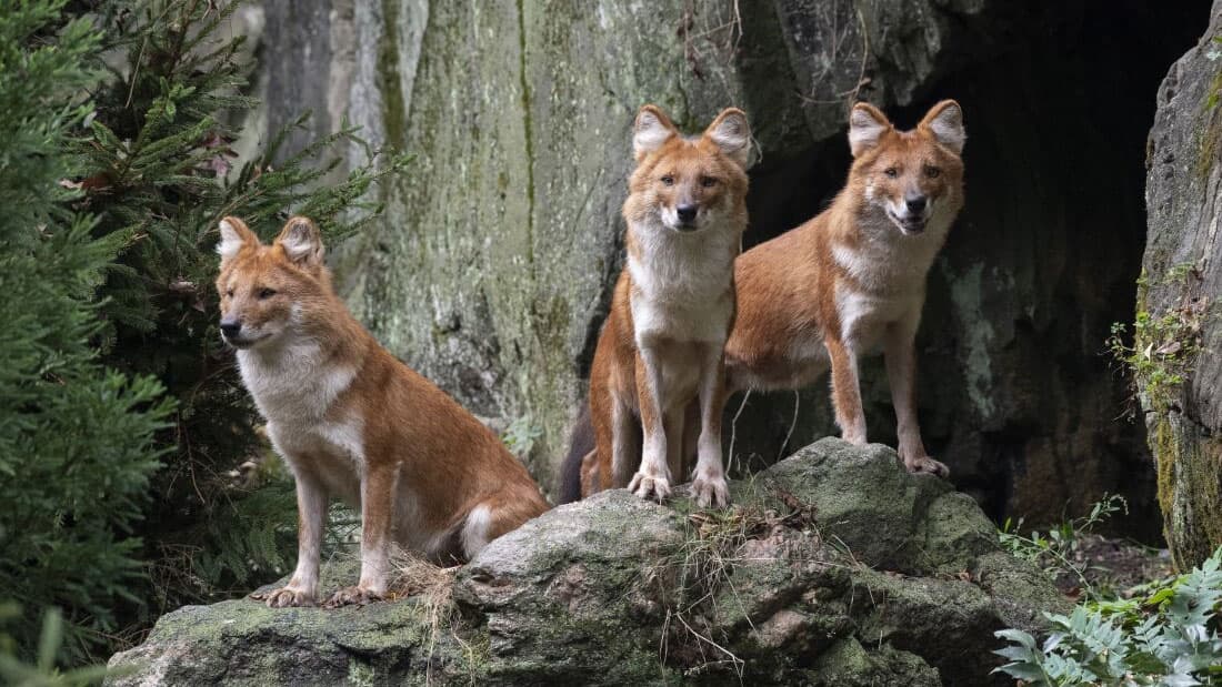 Bronx Zoo