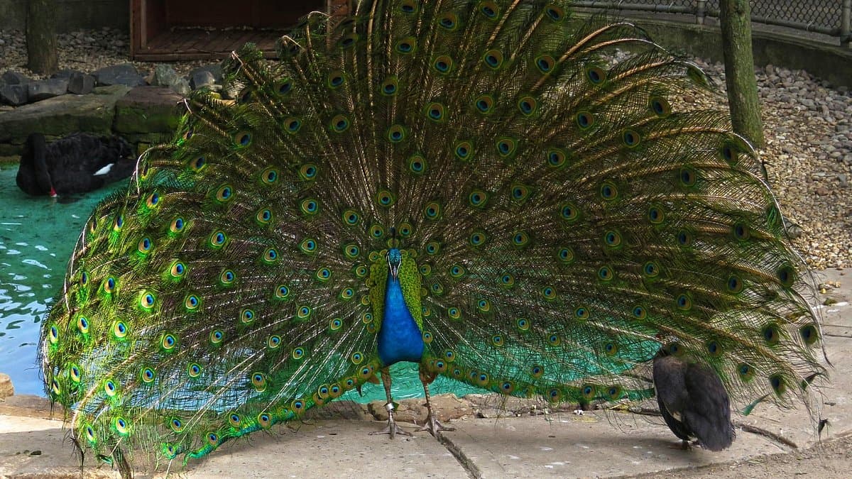 Staten Island Zoo