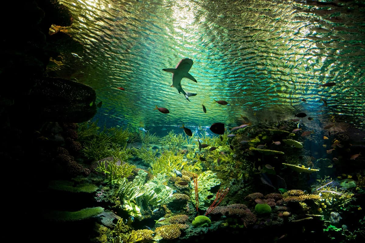 New York Aquarium