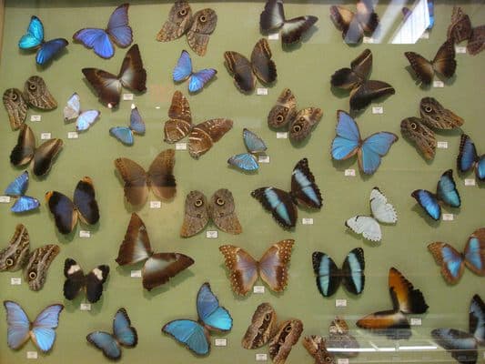 Insectropolis