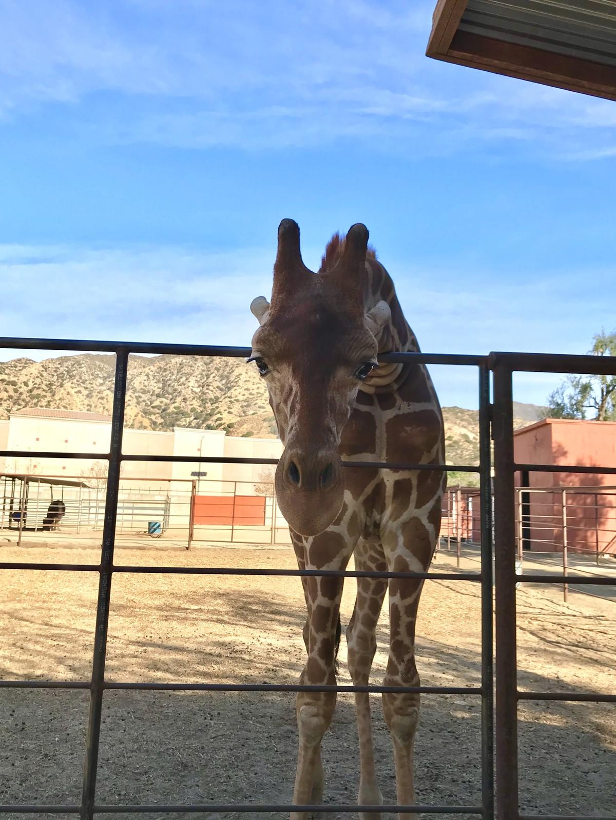 Wildlife Learning And Conservation Center