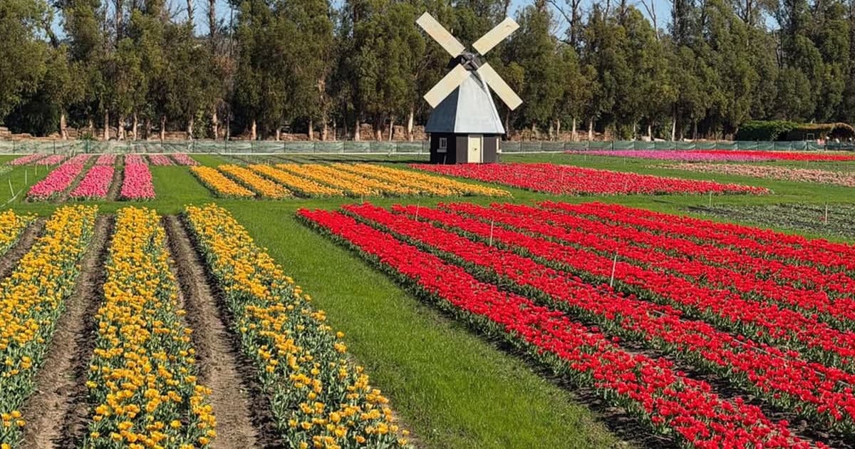 Underwood Family Farms (Moorpark)