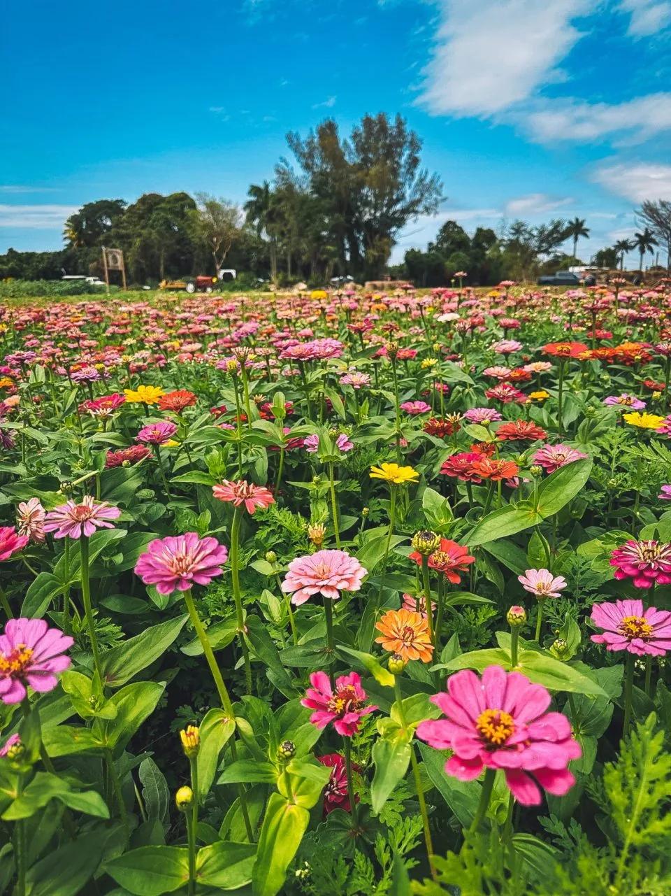 The Berry Farm