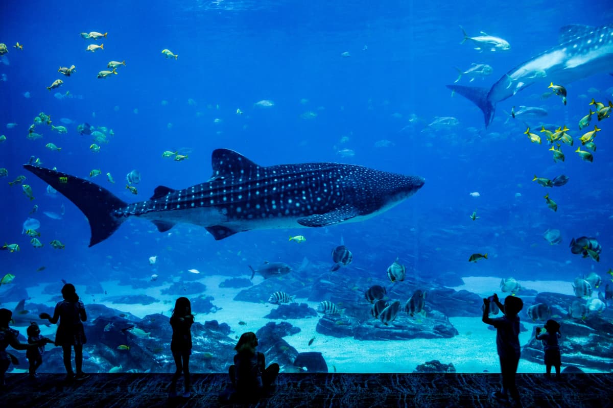 Adventure Aquarium
