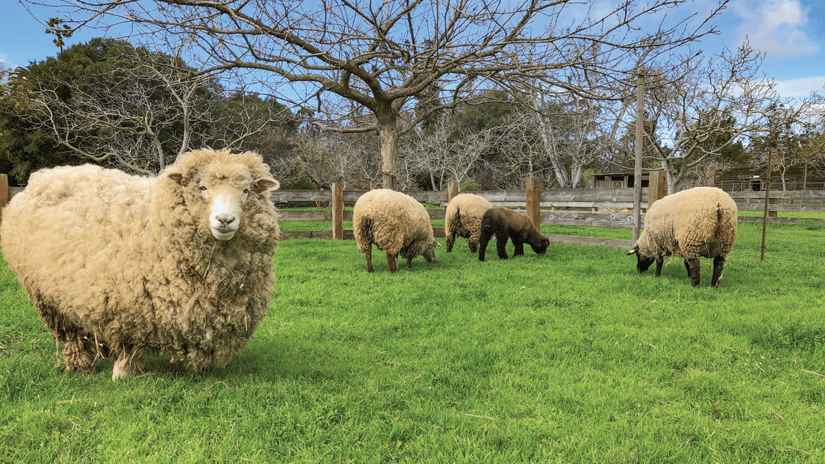Ardenwood Historic Farm