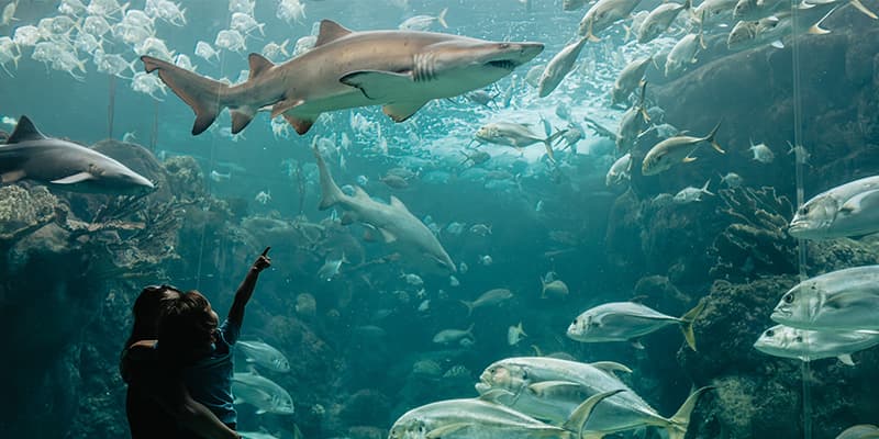 The Florida Aquarium