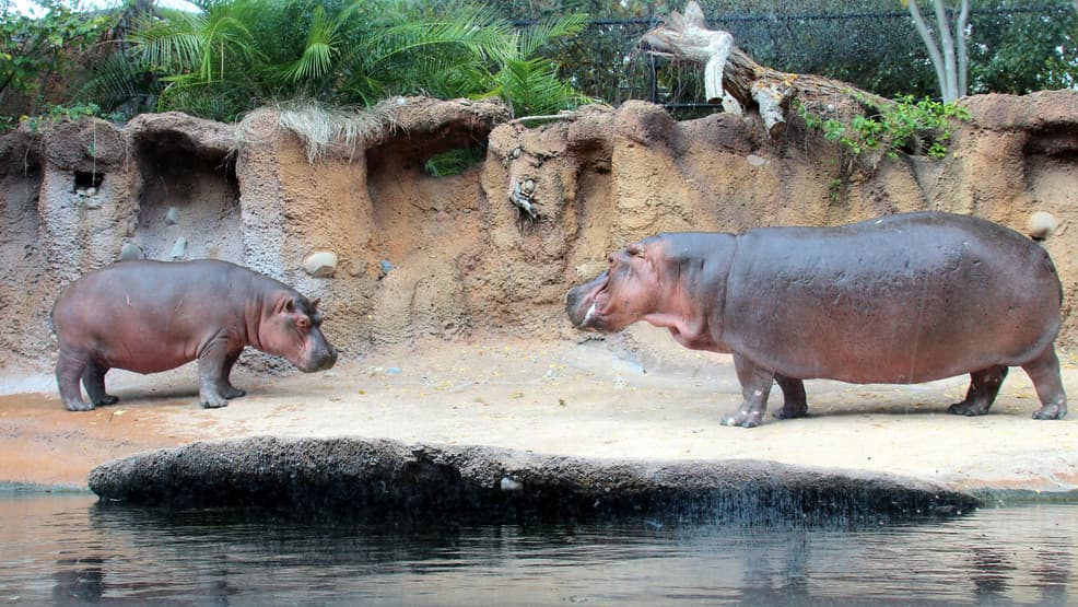 San Antonio Zoo