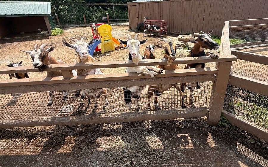 Living Treasures Animal Park (Laurel Highlands)
