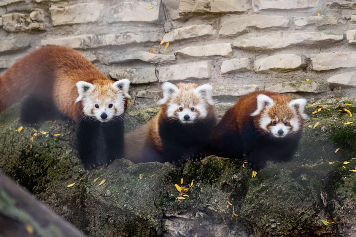 The Buffalo Zoo