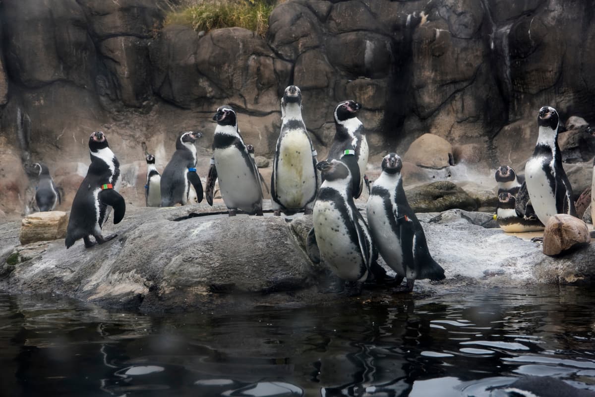 Rosamond Gifford Zoo