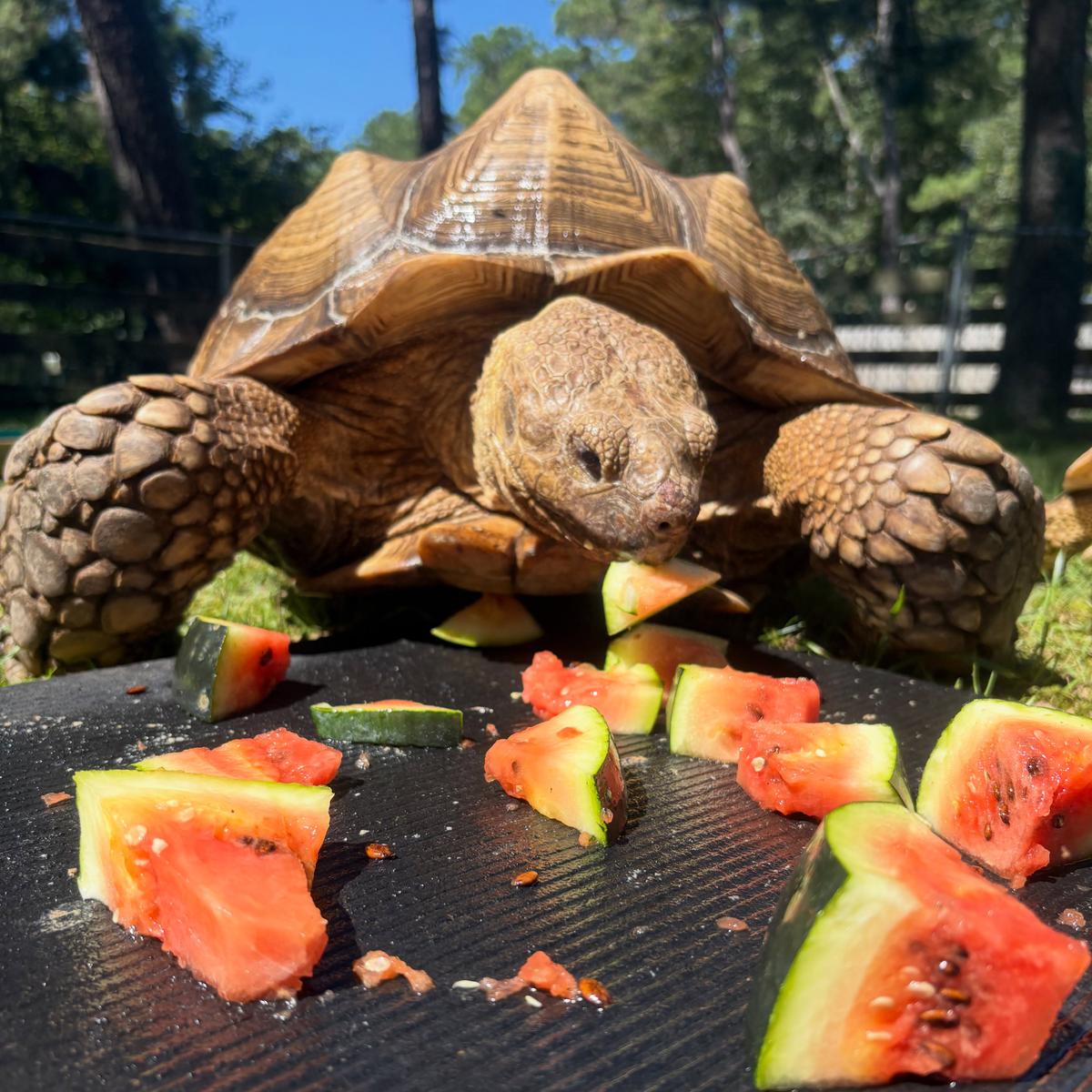 Popcorn Park Animal Refuge