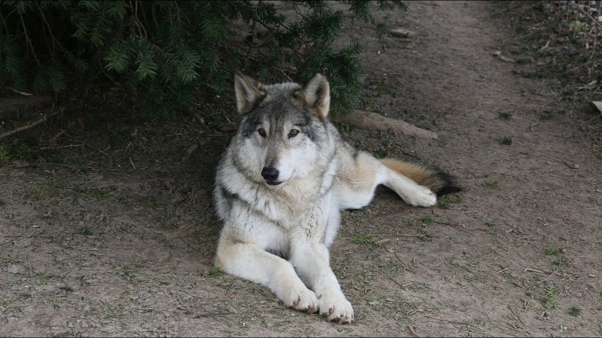 Howling Woods Farm