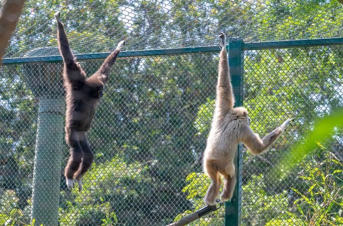 Santa Ana Zoo