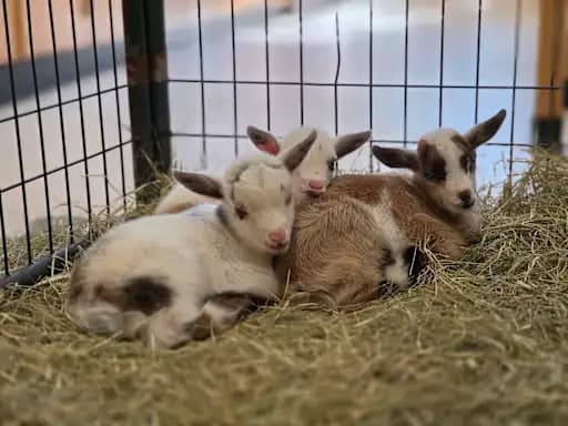 Oatland Island Wildlife Center