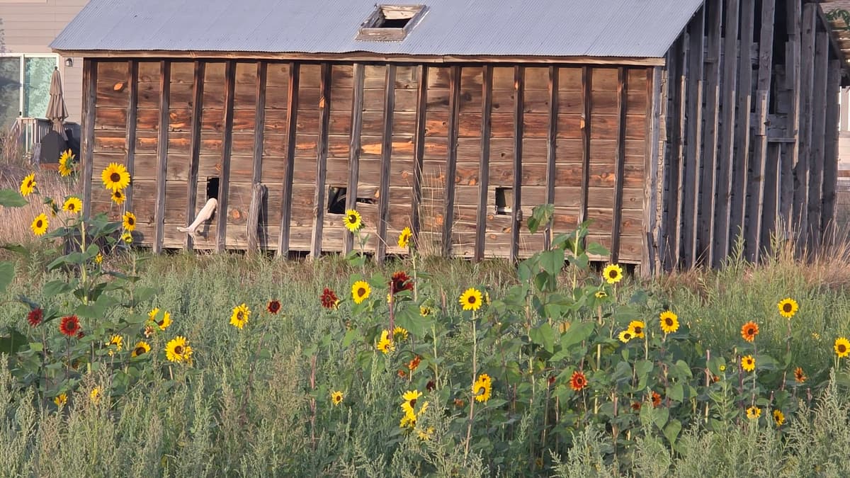 The Bee Hugger Farm
