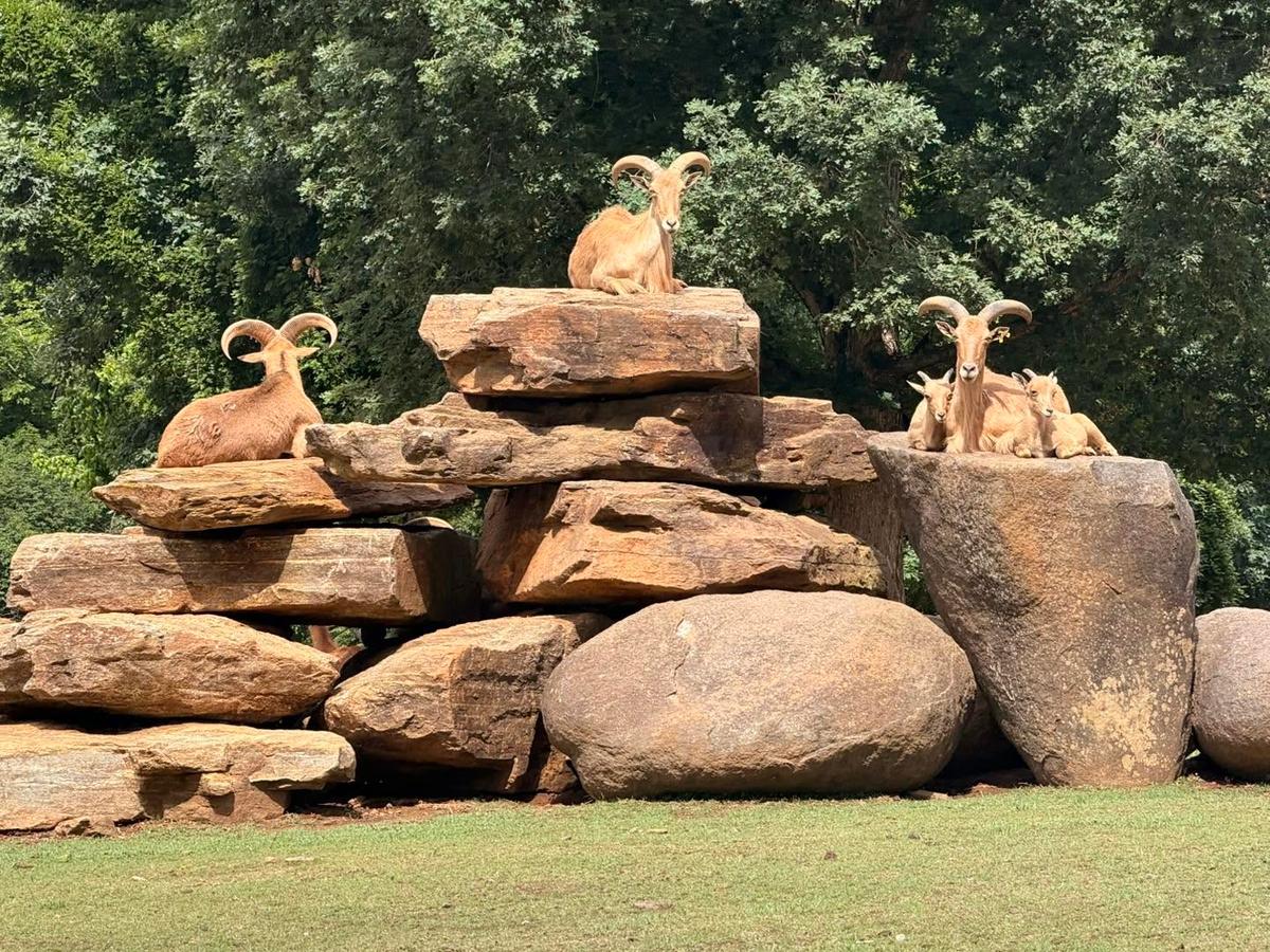 Lazy 5 Ranch