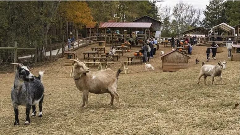 Spring Haven Farm